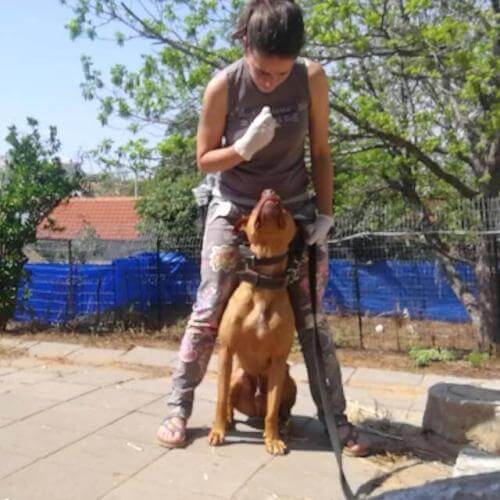 אילוף כלבים